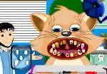 Лечение зубов кошек