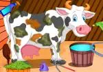 Zorgen voor de koe van Holstein